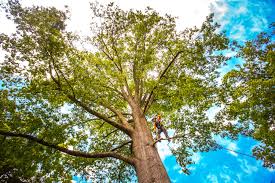 Best Tree Planting Services  in Winslow, AZ