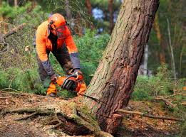 Best Tree Preservation Services  in Winslow, AZ