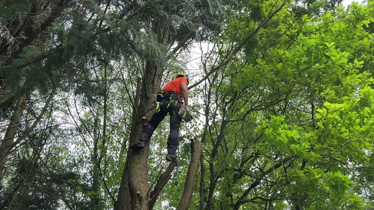 Best Root Management and Removal  in Winslow, AZ