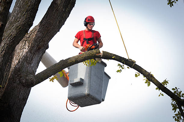 Winslow, AZ  Tree Services Company