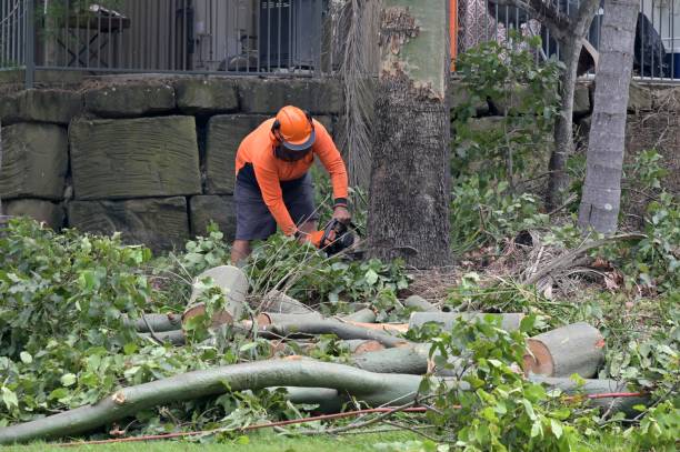  Winslow, AZ Tree Services Pros