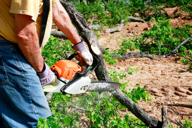 Best Tree Mulching Services  in Winslow, AZ